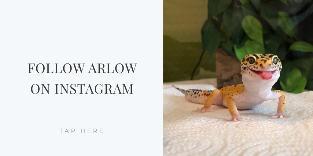 follow-arlow-on-instagram